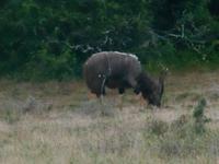 Morgen-Safari am 25.02. - Nyala (südostafrikanische Antilope aus der Gruppe der Waldböcke)