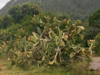 Morgen-Safari am 25.02. - Vegetation im Kariega Wildreservat