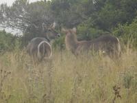 Morgen-Safari am 25.02. - Wasserböcke