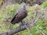 Morgen-Safari am 25.02. - Hamerkop (Hammerkopf)