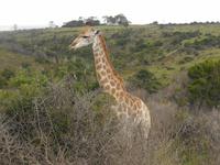 Morgen-Safari am 25.02. - Giraffe