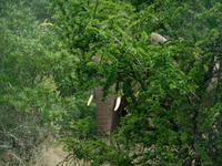 Morgen-Safari am 25.02. - Elefant (der dritte Big Five!)