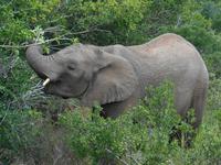 Morgen-Safari am 25.02. - Elefant