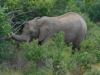 Morgen-Safari am 25.02. - Elefant