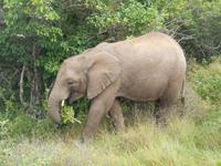 Morgen-Safari am 25.02. - Elefant