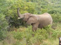 Morgen-Safari am 25.02. - Elefant