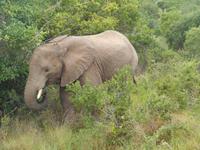 Morgen-Safari am 25.02. - Elefant