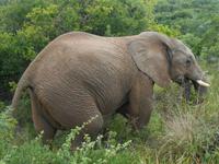 Morgen-Safari am 25.02. - Elefant