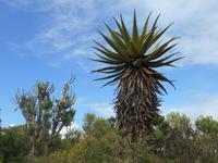 Kariega (Rundgang durch den Lodge-Bereich)