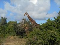 Kariega (Giraffe im Lodge-Bereich)