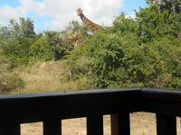 Kariega (Giraffe im Lodge-Bereich)