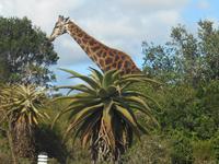 Kariega (Giraffe im Lodge-Bereich)