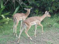 Abend-Safari am 25.02. - Impalas (Schwarzfersenantilopen)