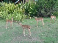 Abend-Safari am 25.02. - Impalas (Schwarzfersenantilopen)