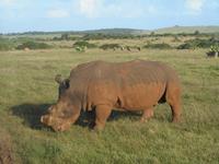 Abend-Safari am 25.02. - White Rhino (Breitmaulnashorn)