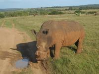 Abend-Safari am 25.02. - White Rhino (Breitmaulnashorn)