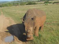 Abend-Safari am 25.02. - White Rhino (Breitmaulnashorn)