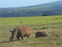Abend-Safari am 25.02. - White Rhino (Breitmaulnashorn)