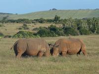 Abend-Safari am 25.02. - White Rhino (Breitmaulnashorn)