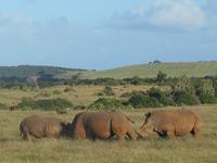 Abend-Safari am 25.02. - White Rhino (Breitmaulnashorn)