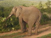 Abend-Safari am 25.02. - Elefant
