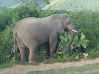 Abend-Safari am 25.02. - Elefant
