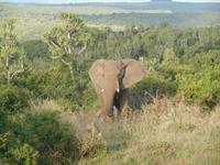 Abend-Safari am 25.02. - Elefant