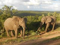 Abend-Safari am 25.02. - Elefant