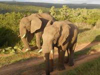Abend-Safari am 25.02. - Elefant