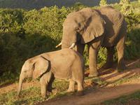 Abend-Safari am 25.02. - Elefant mit Baby