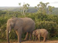 Abend-Safari am 25.02. - Elefant mit Baby