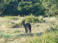Morgen-Safari am 26.02. - Buschbock