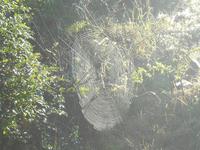 Morgen-Safari am 26.02. - Spinnennetz mitten im Busch