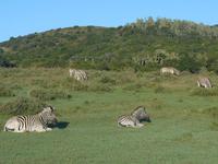 Morgen-Safari am 26.02. - Zebras
