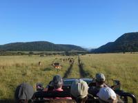 Morgen-Safari am 26.02. - Impalas