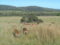 Morgen-Safari am 26.02. - Impalas