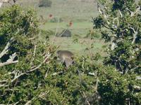 Morgen-Safari am 26.02. - Vervet Affe