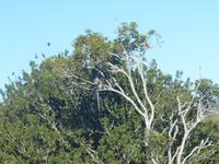 Morgen-Safari am 26.02. - Vervet Affe