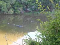 Morgen-Safari am 26.02. - Hippos (Flußpferde)