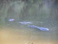 Morgen-Safari am 26.02. - Hippos (Flußpferde)