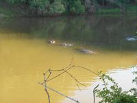 Morgen-Safari am 26.02. - Hippos (Flußpferde)