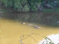 Morgen-Safari am 26.02. - Hippos (Flußpferde)