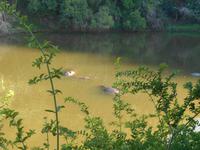 Morgen-Safari am 26.02. - Hippos (Flußpferde)