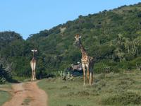 Morgen-Safari am 26.02. 