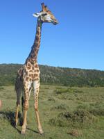 Morgen-Safari am 26.02.