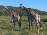 Morgen-Safari am 26.02.