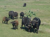 Morgen-Safari am 26.02.