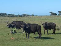 Morgen-Safari am 26.02.