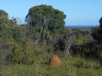 Abend-Safari am 26.02. - Termitenhügel der Nasenbären