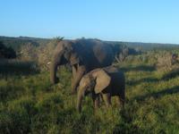 Abend-Safari am 26.02.